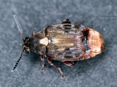 Megabruchidius dorsalis_имаго дорсально